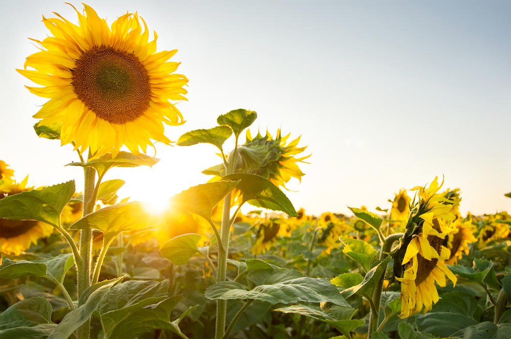 Nachruf Sonnenblumen